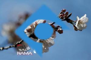‎جشنواره شکوفه های گیلاس به شبکه یک می آید